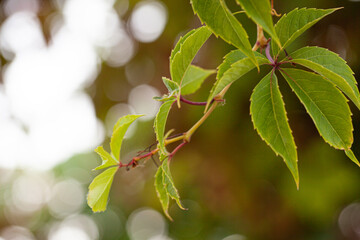 Wall Mural - green leaf for nature on blurred background with beautiful bokeh