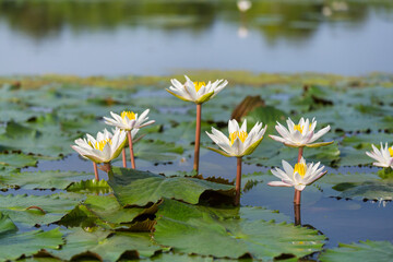 Canvas Print - Lotus