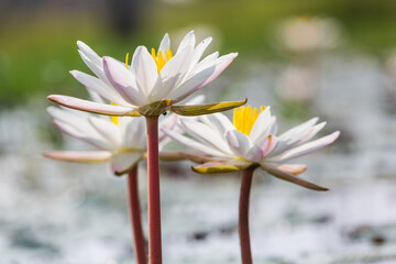 Canvas Print - Lotus