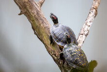 Turtle On A Tree