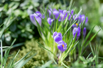 Wall Mural - Purple crocus flowers makes the way through fallen leaves. Natural spring background.