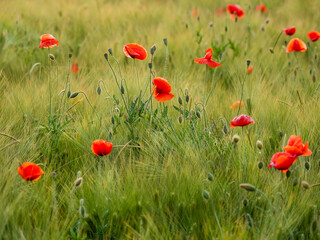 Wall Mural - Red poppy flowers on field of rye. Green plants with red buds. Beautiful and fragile flowers at summer.