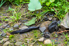 Close-up Of The Black Slug (black Arion, European Black Slug, Or Large Black Slug) Arion Ater On A Forest Litter