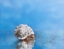 A White Seashell Against A Blue Sky Is Reflected In The Water. Blue Background, Water Surface.