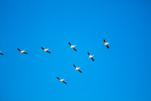 White Pelicans Flying In Formation In A Blue Sky