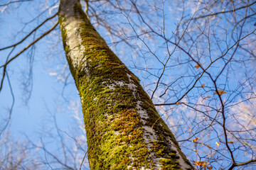 Wall Mural - Mossy birch in the spring