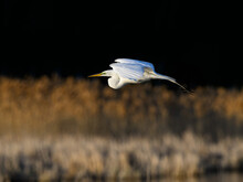 Great Egret In Flight On Black Background Against Reeds
