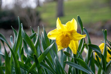 A Wild Daffodil (Narcissus Pseudonarcissus) Blooms In Early Spring In A Garden In High Park In Toronto, Ontario.