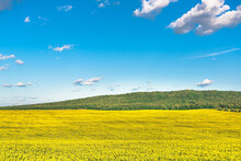 Yellow Field In Summer And Clouds On Blue Sky.