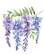 Wisteria of 4 Flower Bunch Watercolor Hand Painted on Isolated White Background
