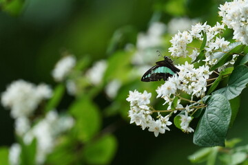 Canvas Print - butterfly on a flower