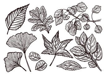 Set different forest leaves engraved in isolated white background. Vintage botanical leaf oak,maple and ginkgo.
