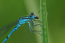 Closeup On An Blue Azure Damselfly, Coenagrion Puella, Eating A Small Beetle
