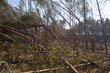 młody las sosnowy po przejściu wichury - straty w drzewostanie