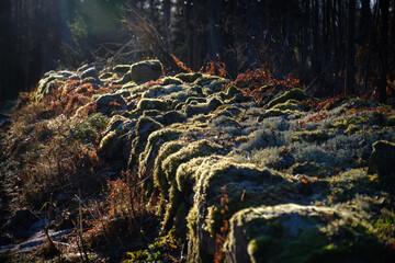 Poster - Old granite rock fence in Sweden