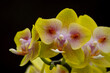 Orchideen exotische Blumen mit vielen Farben