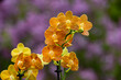 Orchideen exotische Blumen mit vielen Farben