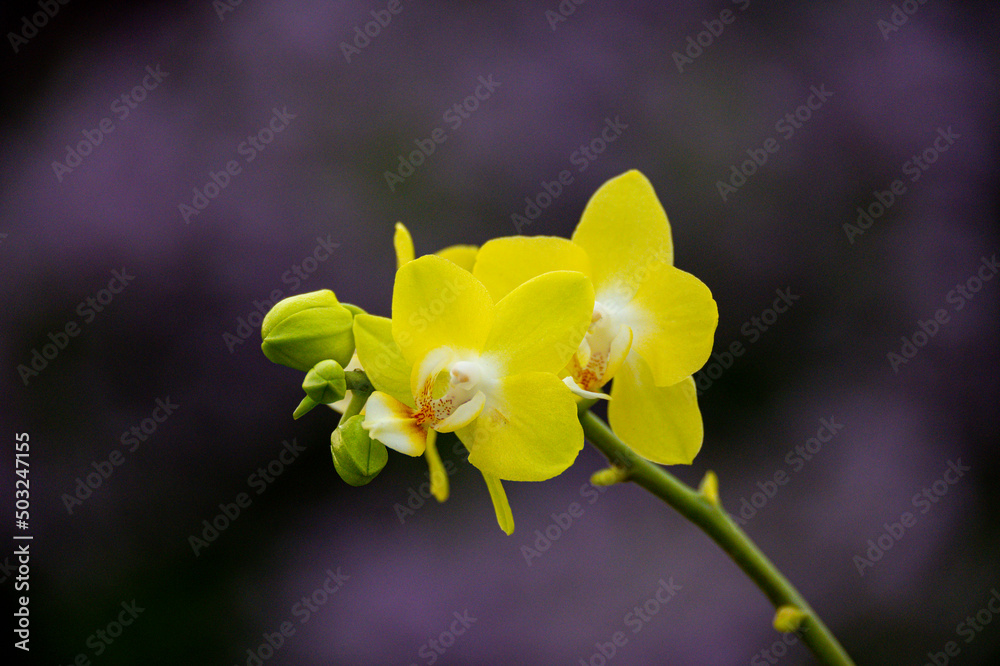 Detail einer gemusterten Orchideenblüte