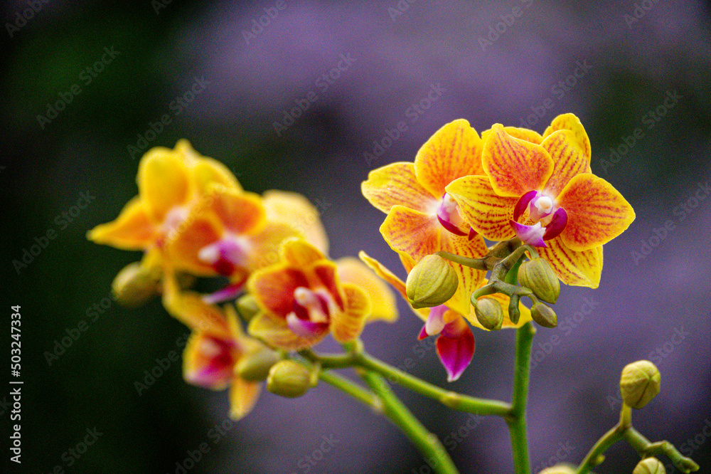 Rosafarbene Orchidee als Makroaufnahme