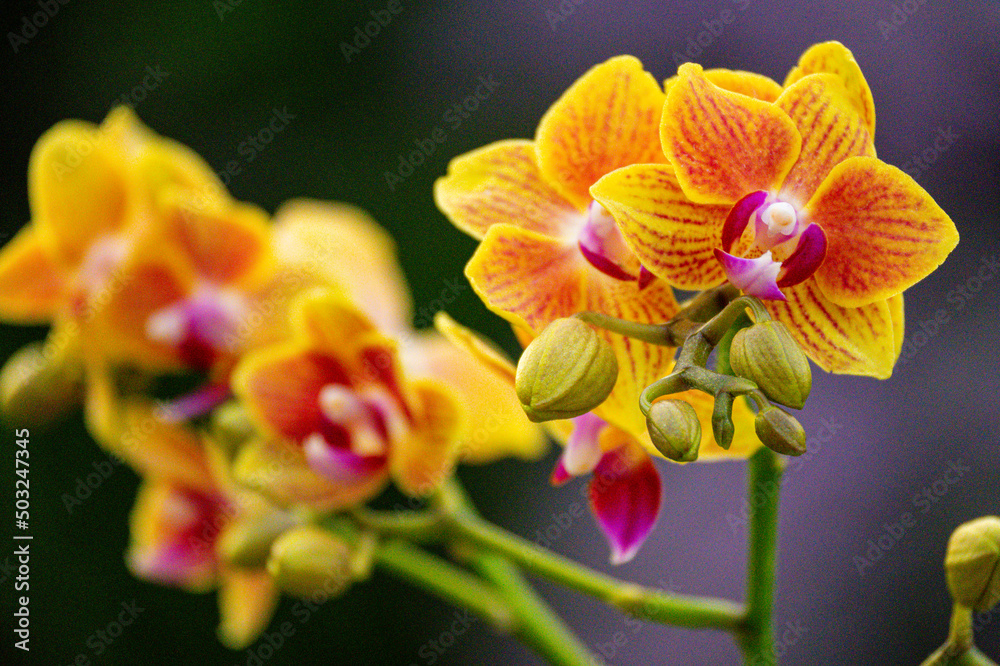 Purpurfarbene Orchideenblüte in Nahaufnahme