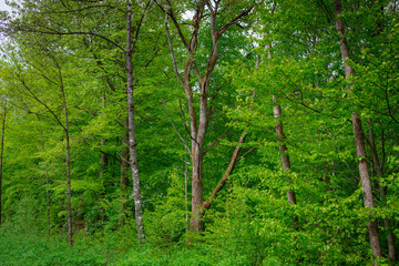 Wall Mural - Trees in a lush summer forest