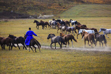 A Horse Herder Wearing In Blue Rode His Horses Across The Yelow Grassland