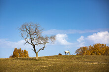 A Withered Tree And Wild Horse Eating Grass In Bashang Yellow Grassland In Autumn