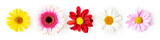 Fototapeta Kawa jest smaczna - Summer flowers creative banner. Gerbera, daisy, aster and doronicum set.