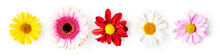 Summer Flowers Creative Banner. Gerbera, Daisy, Aster And Doronicum Set.