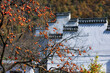 © View Stock - Henan sanmenxia village peasant autumn beauty with Red persimmon tree