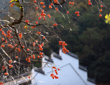Henan Sanmenxia Village Peasant Autumn Beauty With Red Persimmon Tree