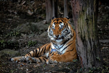 The Close Up Of A Chongqing Yongchuan Bengal Tiger Beside The Tree In The Zoo