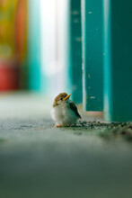 Front Facing Long View Of Baby Tailor-bird Sightseeing The Surroundings With Swallow Blur