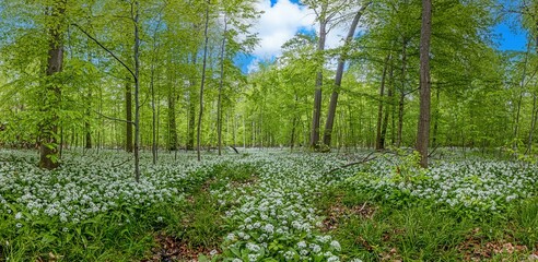 View over a piece of forest with dense growth of white flowering wild garlic