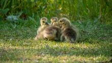 Little Goslings In Green Nature