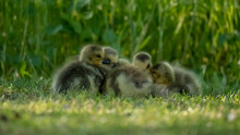 Little Goslings In Green Nature