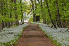 View Along A Forest Path Lined With White Blooming Wild Garlic In Springtime