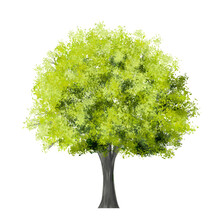 Vector Green Tree Side View Isolated On White Background For Landscape And Architecture Layout Drawing, Elements For Environment And Garden