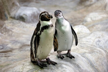 Couple Of Humboldt Penguins Standing On A Rocky Shore. Two South American Penguins Resting After Swimming