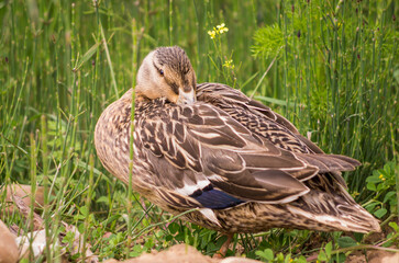 duck on the grass