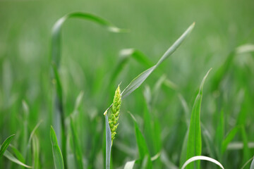 Poster - Wheat thrives in farmland, North China