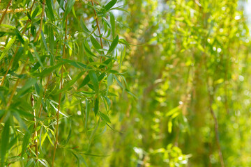 Green young spring leaves from willow tree. Variable focus