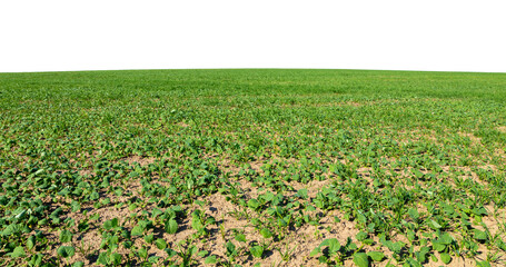 Wall Mural - green natural grass isolated. spring field, lawn with horizon line on white for your background.
