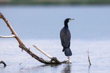 Great Cormorant Bird Phalacrocorax Carbo Perched On Branch Above Water