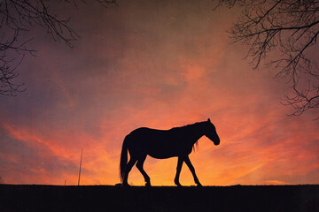 Wall Mural - horse silhouette with a beautiful sunset background