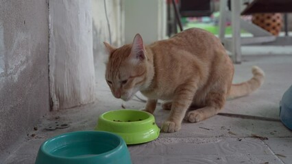 Wall Mural - Domestic Adorable cat is eating dry food from green bowl on the concrete floor. Healthy cat.