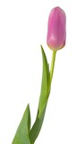 Fototapeta Tulipany - pink tulip isolated on white