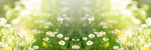 Chamomile Or Daisy White Flower Bush In Full Bloom On A Background Of Green Leaves And Grass On The Field On A Summer Day. Banner.