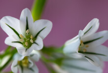 Macro Image Of An Allium Triquetrum (wild Onion Garlic Flower)  In Front Of A Dusky Pink Background