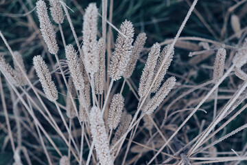 Poster - Beautiful frozen wild grass  of a wild greater. Nature background pattern texture for design.